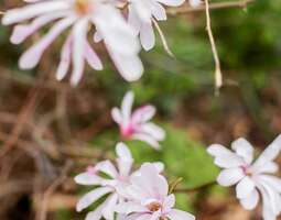 Magnolia ja muuta kevättä