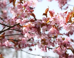 Kirsikkapuistossa kukkii + Hanami-juhla torstaina