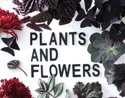 Marsala plants & flowers / Urban Jungle Bloggers