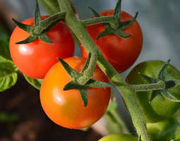 Tomaattisadon vertailu eli siemenkylvöjen til...