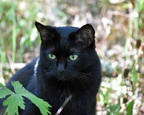 Mustan kissan viikko
