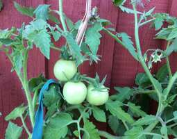 Tomaatin taimet – istutus ulos seinustalle ja...