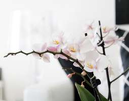 Orkidea olohuoneessa ja arvontamuistutus