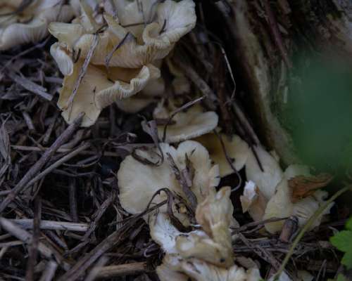 Sienipenkki kasvaa osterivinokkaita vaikka ma...
