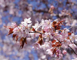 Kirsikkapuiden loistoa