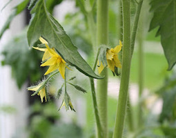Kesäkuun kurkistus kasvihuoneeseen: Tomaatit