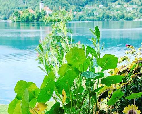 Tryffelipastaretki Bled-järvelle (Slovenia)