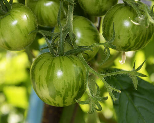 Tomaattien kasvatus paahteisella parvekkeella