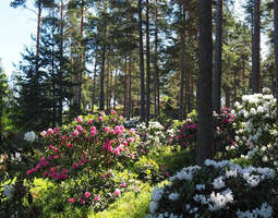 Alppiruusupuisto / Rhododendron park