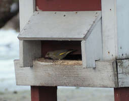 Lintujen ruokintapaikka / Bird feeding place