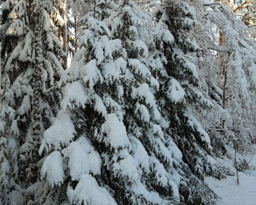 Luminen mökkitie / Snowy forest