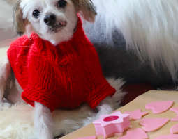 100% natural dog christmas cookie recipe