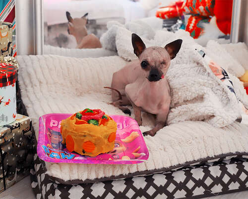 Picasso’s 1st birthday: dog birthday cake rec...