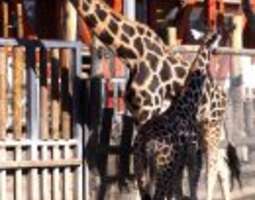 Budapest Zoo – Suloisia eläimiä ja vastuullis...