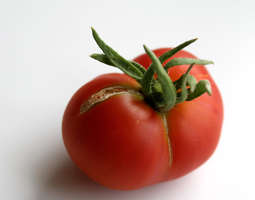 Ensimmäinen tomaatti syöty!