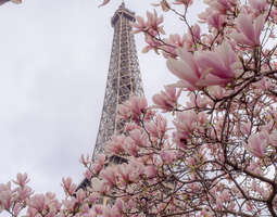Magnolia Eiffelin juurella
