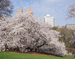 New Yorkin upeat kirsikkapuut