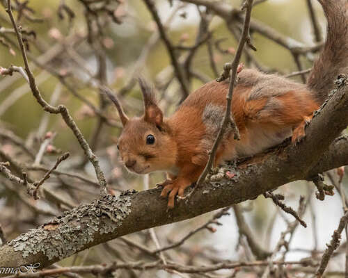 Keväinen turkinvaihtaja - pihapiirin orava :-)