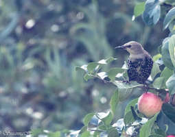Lintuja omenapuussa :-)