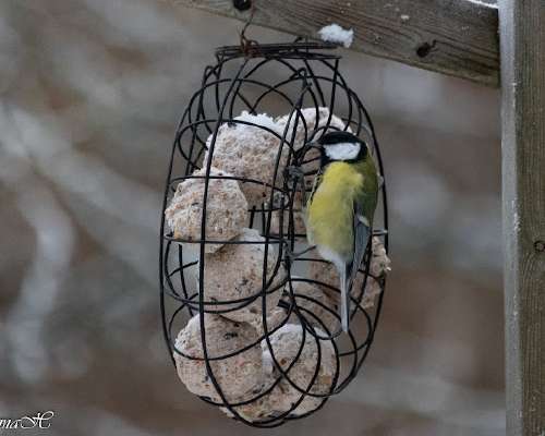 Lumi jäi, linnut käyvät ruokinnalla