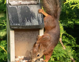 Oravamaatti on kovassa käytössä :-)