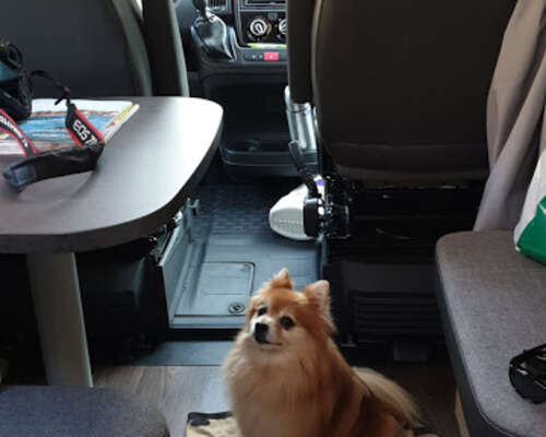 Pixie-koira mukana reissussa