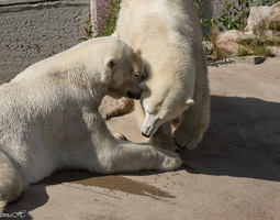 Jääkarhuja heinäkuulta :-)