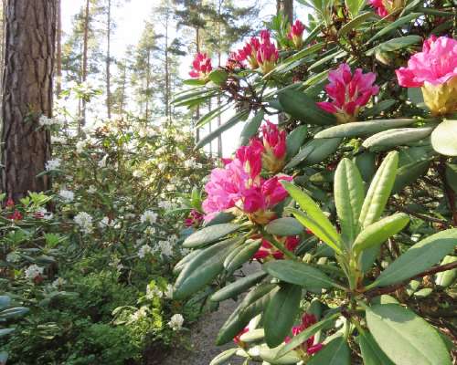 Raision alppiruusupuisto kukkii