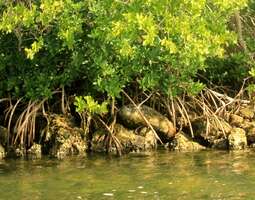 Dulce – palkittu dokumenttielokuva mangrovenj...
