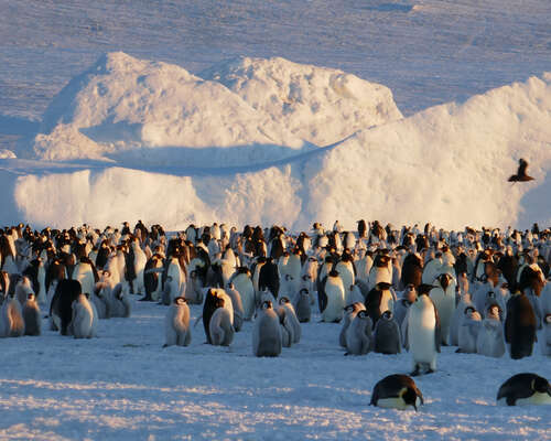Keisaripingviinejä etsimässä