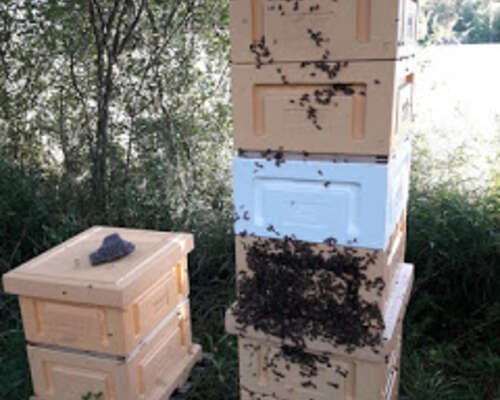 Mehiläiset kiusaa noviisia