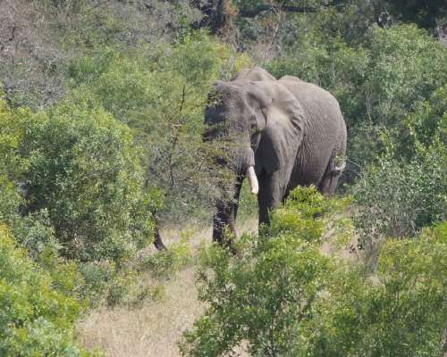 Krugerin kansallispuisto sopii ensimmäiseksi ...