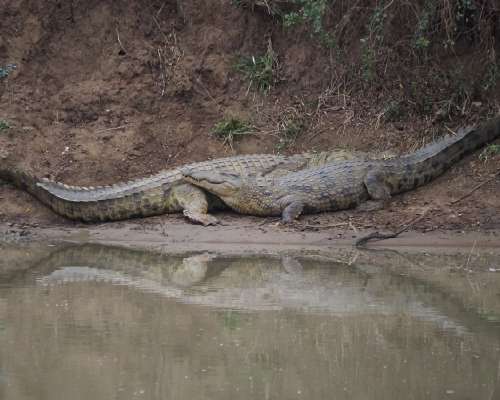 Kun krokotiiliä Etelä-Afrikassa säikähdin