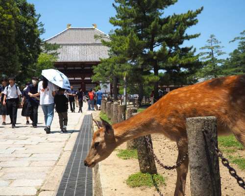 Päiväretki Naraan ja iltapäivä Arashiyamassa ...