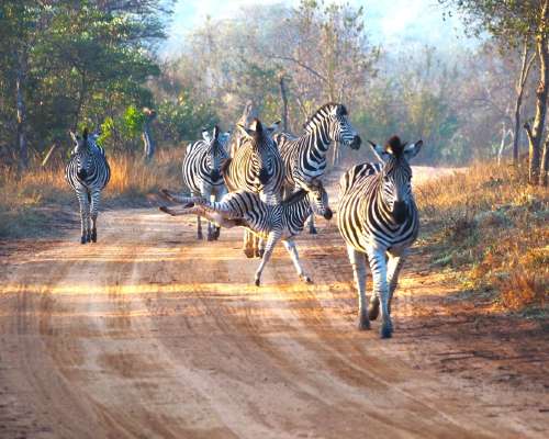 Safari Afrikassa – Parhaat vinkit kohteen val...