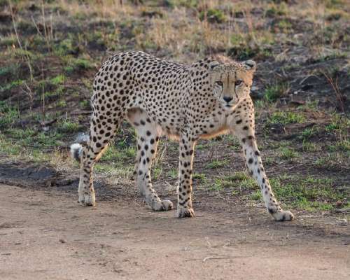 Safarille Afrikkaan – kansallispuisto vai yks...