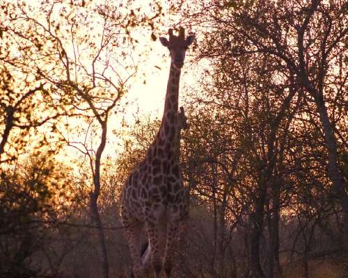 Vielä yksi safarikokemus Etelä-Afrikasta