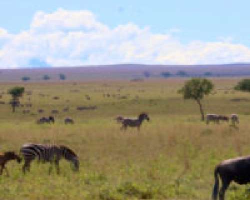 Kokemuksia Serengetistä