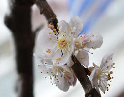 Aprikoosipuu kukkii