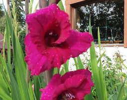 Gladiolusten hehkua sateessa ja ARVONTA