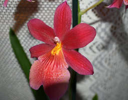 Pohdintaa uudesta orkideasta ja huimista luvu...