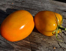 Viime vuoden tomaatti-lajikkeet. Osa 4