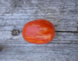 Viime vuoden tomaatti-lajikkeet. Osa 5