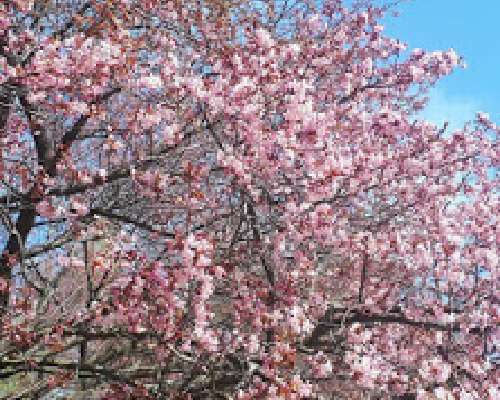 Roihuvuoren japanilainen kirsikkapuutarha
