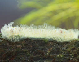 Erikoiset sammaleläimet - Strange moss animals