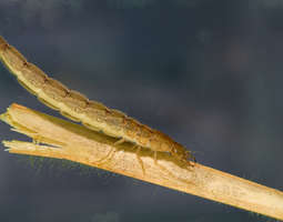 Jymysukeltajan toukka - Cybister larva