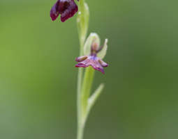 Kimalaisorho - The fly orchid