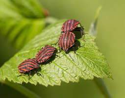 Kuusiston pyjamaluteet - The striped shieldbugs