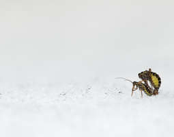 Lumen ja jään ötökät - Bugs in snow ice