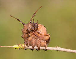 Noitatoukka - The lobster moth caterpillar